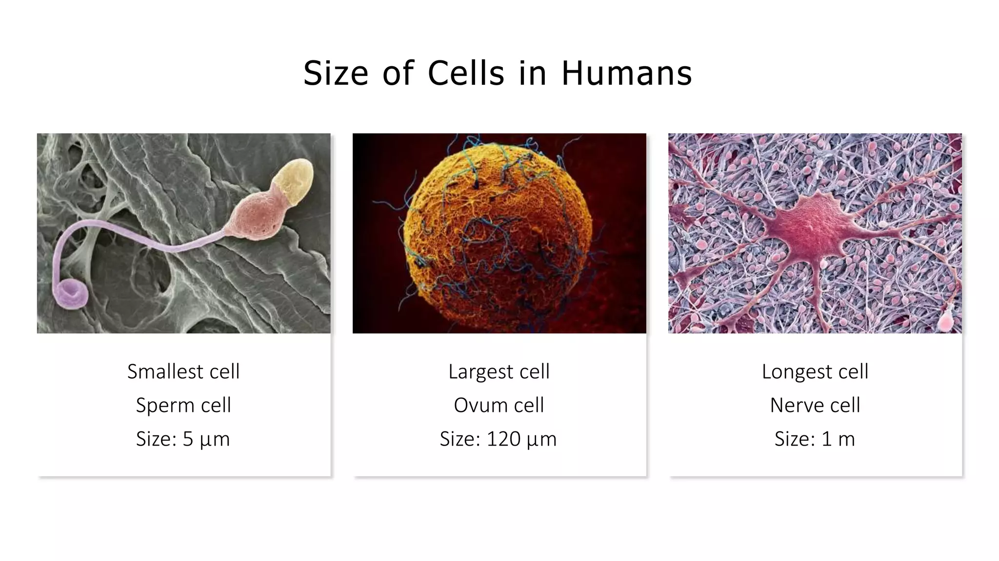 Size of Cells in Humans
Smallest cell
Sperm cell
Size: 5 µm
Largest cell
Ovum cell
Size: 120 µm
Longest cell
Nerve cell
Size: 1 m
 