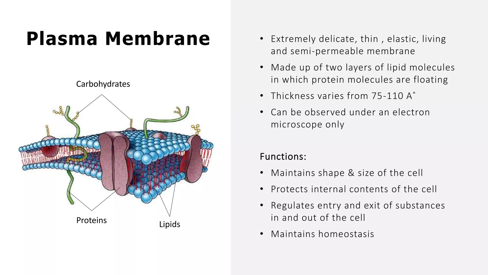 Plasma Membrane
Carbohydrates
Proteins Lipids
• Extremely delicate, thin , elastic, living
and semi-permeable membrane
• Made up of two layers of lipid molecules
in which protein molecules are floating
• Thickness varies from 75-110 A˚
• Can be observed under an electron
microscope only
Functions:
• Maintains shape & size of the cell
• Protects internal contents of the cell
• Regulates entry and exit of substances
in and out of the cell
• Maintains homeostasis
 