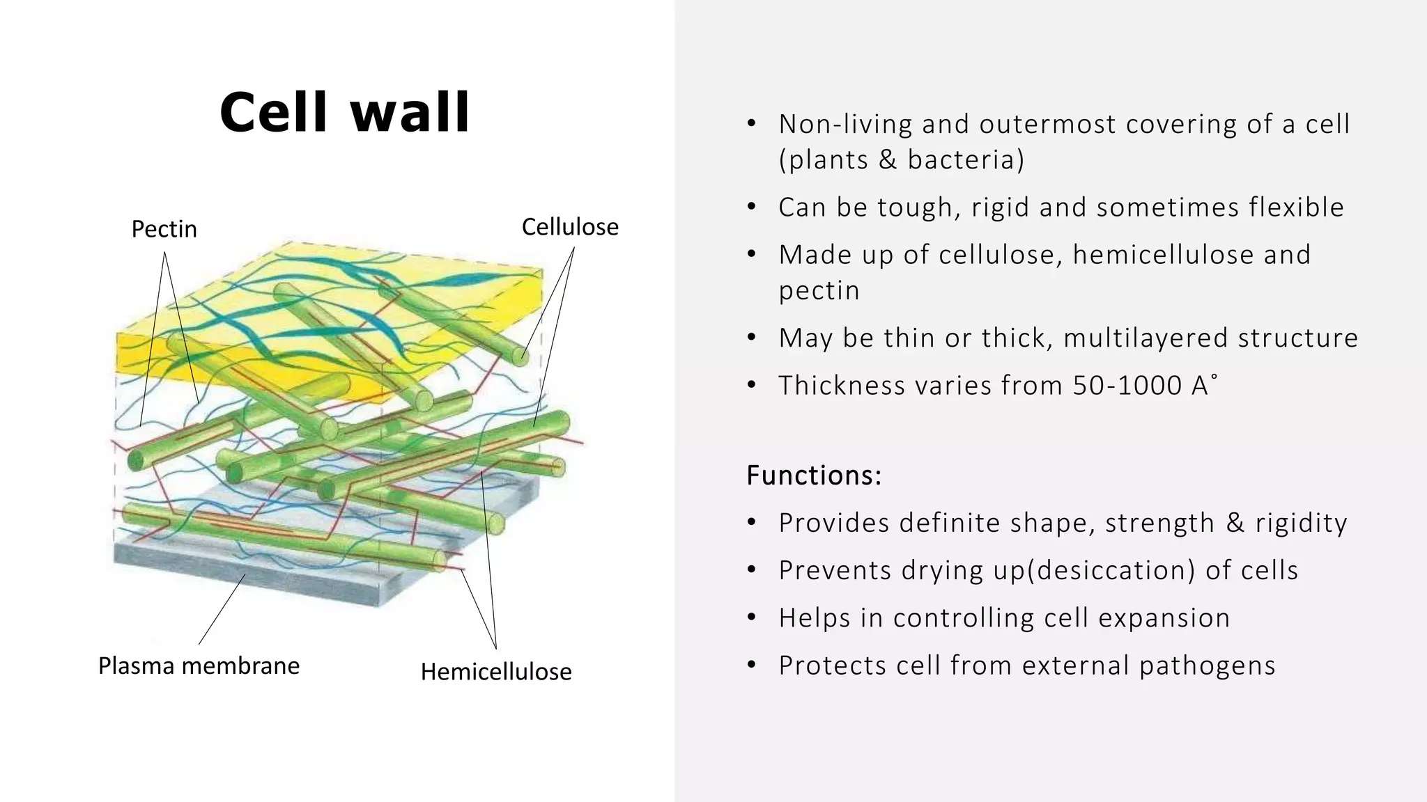 Cell wall
Cellulose
Plasma membrane Hemicellulose
• Non-living and outermost covering of a cell
(plants & bacteria)
• Can be tough, rigid and sometimes flexible
• Made up of cellulose, hemicellulose and
pectin
• May be thin or thick, multilayered structure
• Thickness varies from 50-1000 A˚
Pectin
Functions:
• Provides definite shape, strength & rigidity
• Prevents drying up(desiccation) of cells
• Helps in controlling cell expansion
• Protects cell from external pathogens
 