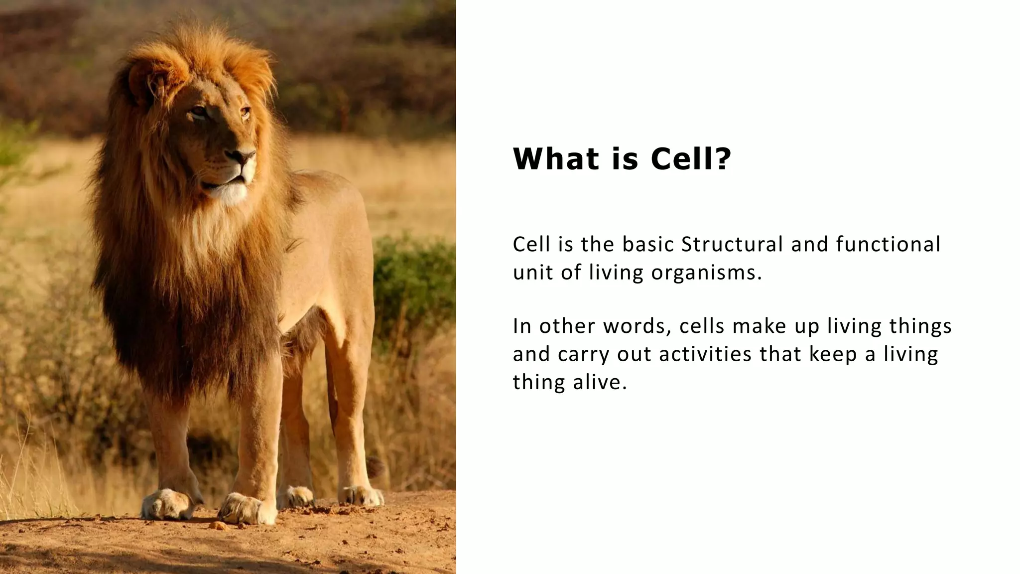 What is Cell?
Cell is the basic Structural and functional
unit of living organisms.
In other words, cells make up living things
and carry out activities that keep a living
thing alive.
 