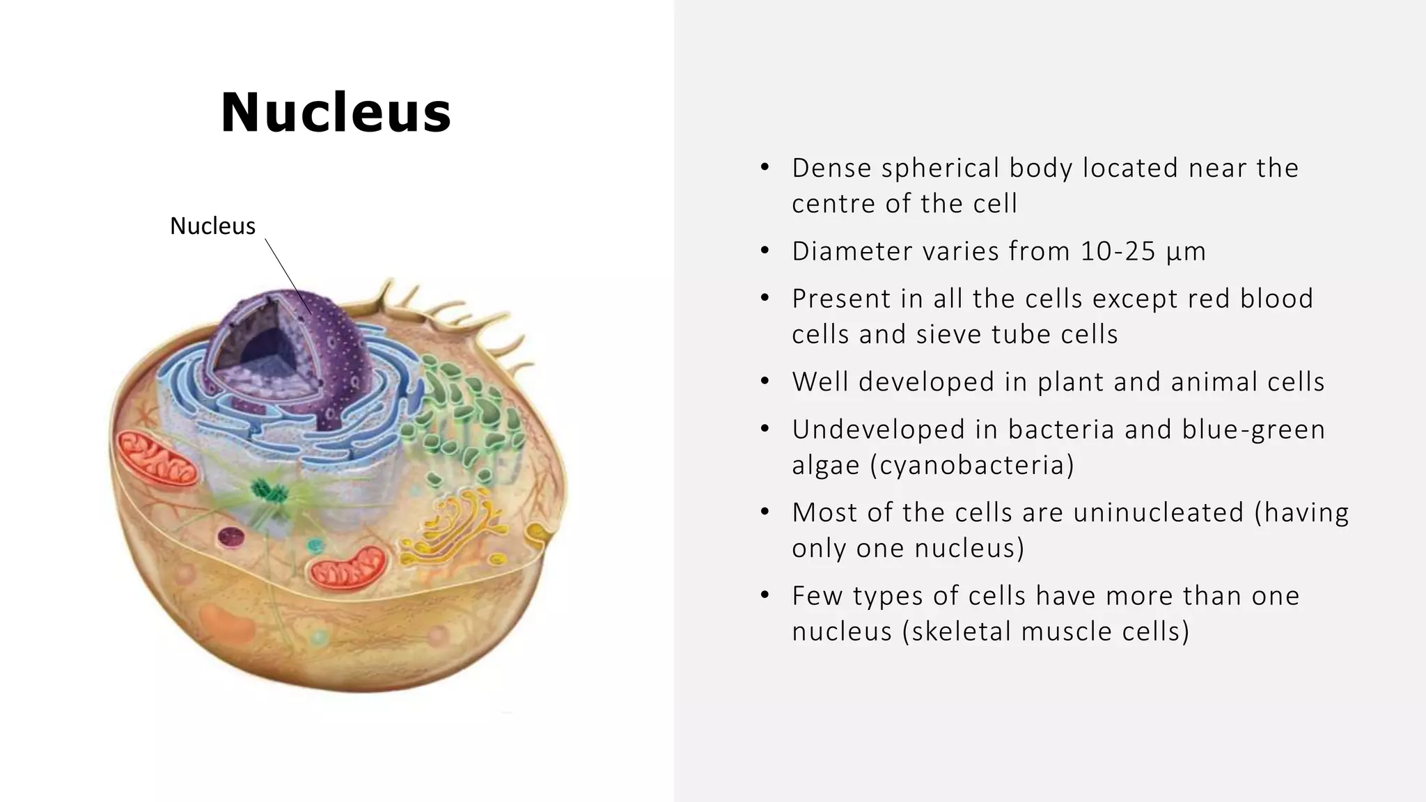 • Dense spherical body located near the
centre of the cell
• Diameter varies from 10-25 µm
• Present in all the cells except red blood
cells and sieve tube cells
• Well developed in plant and animal cells
• Undeveloped in bacteria and blue-green
algae (cyanobacteria)
• Most of the cells are uninucleated (having
only one nucleus)
• Few types of cells have more than one
nucleus (skeletal muscle cells)
Nucleus
Nucleus
 