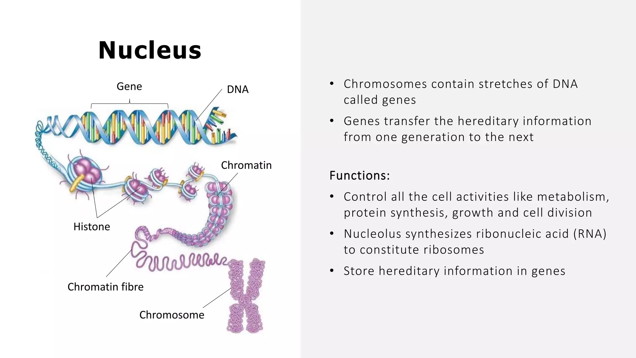 • Chromosomes contain stretches of DNA
called genes
• Genes transfer the hereditary information
from one generation to the next
Nucleus
Chromosome
Chromatin fibre
Chromatin
Histone
DNAGene
Functions:
• Control all the cell activities like metabolism,
protein synthesis, growth and cell division
• Nucleolus synthesizes ribonucleic acid (RNA)
to constitute ribosomes
• Store hereditary information in genes
 