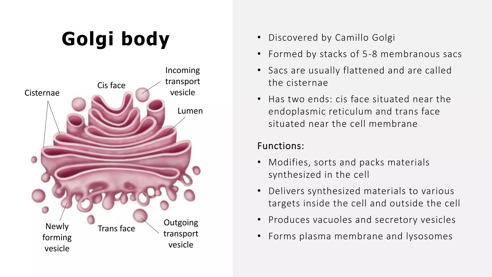 Trans face
• Discovered by Camillo Golgi
• Formed by stacks of 5-8 membranous sacs
• Sacs are usually flattened and are called
the cisternae
• Has two ends: cis face situated near the
endoplasmic reticulum and trans face
situated near the cell membrane
Functions:
• Modifies, sorts and packs materials
synthesized in the cell
• Delivers synthesized materials to various
targets inside the cell and outside the cell
• Produces vacuoles and secretory vesicles
• Forms plasma membrane and lysosomes
Cis face
Cisternae
Lumen
Incoming
transport
vesicle
Outgoing
transport
vesicle
Newly
forming
vesicle
Golgi body
 