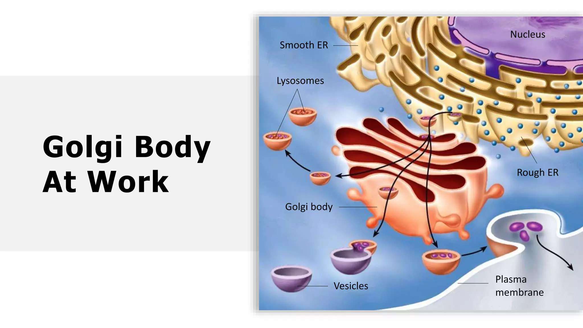 Golgi Body
At Work
Smooth ER
Nucleus
Rough ER
Plasma
membrane
Golgi body
Vesicles
Lysosomes
 
