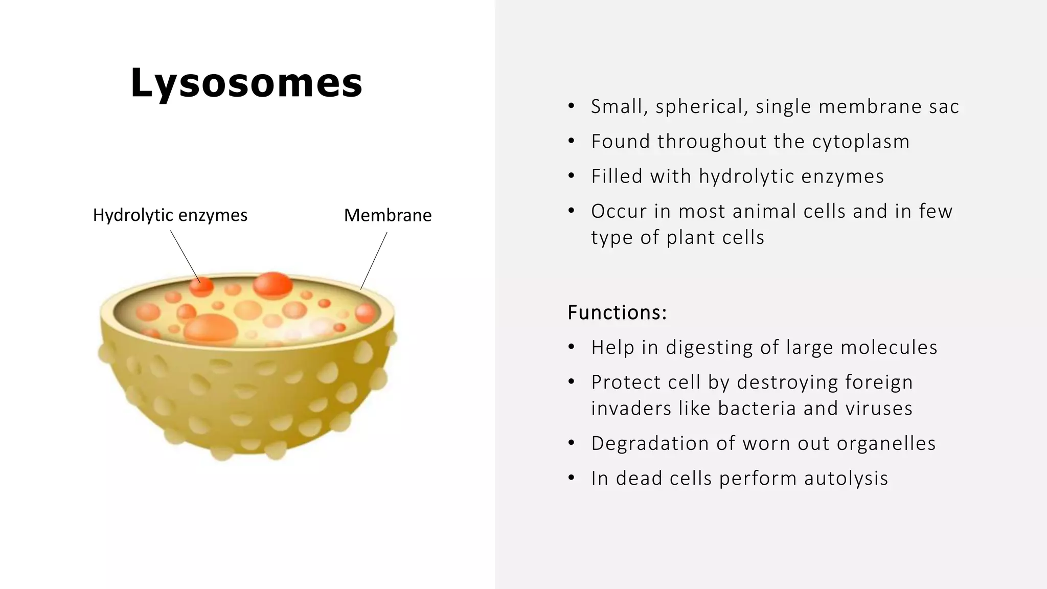 • Small, spherical, single membrane sac
• Found throughout the cytoplasm
• Filled with hydrolytic enzymes
• Occur in most animal cells and in few
type of plant cells
Functions:
• Help in digesting of large molecules
• Protect cell by destroying foreign
invaders like bacteria and viruses
• Degradation of worn out organelles
• In dead cells perform autolysis
Lysosomes
MembraneHydrolytic enzymes
 