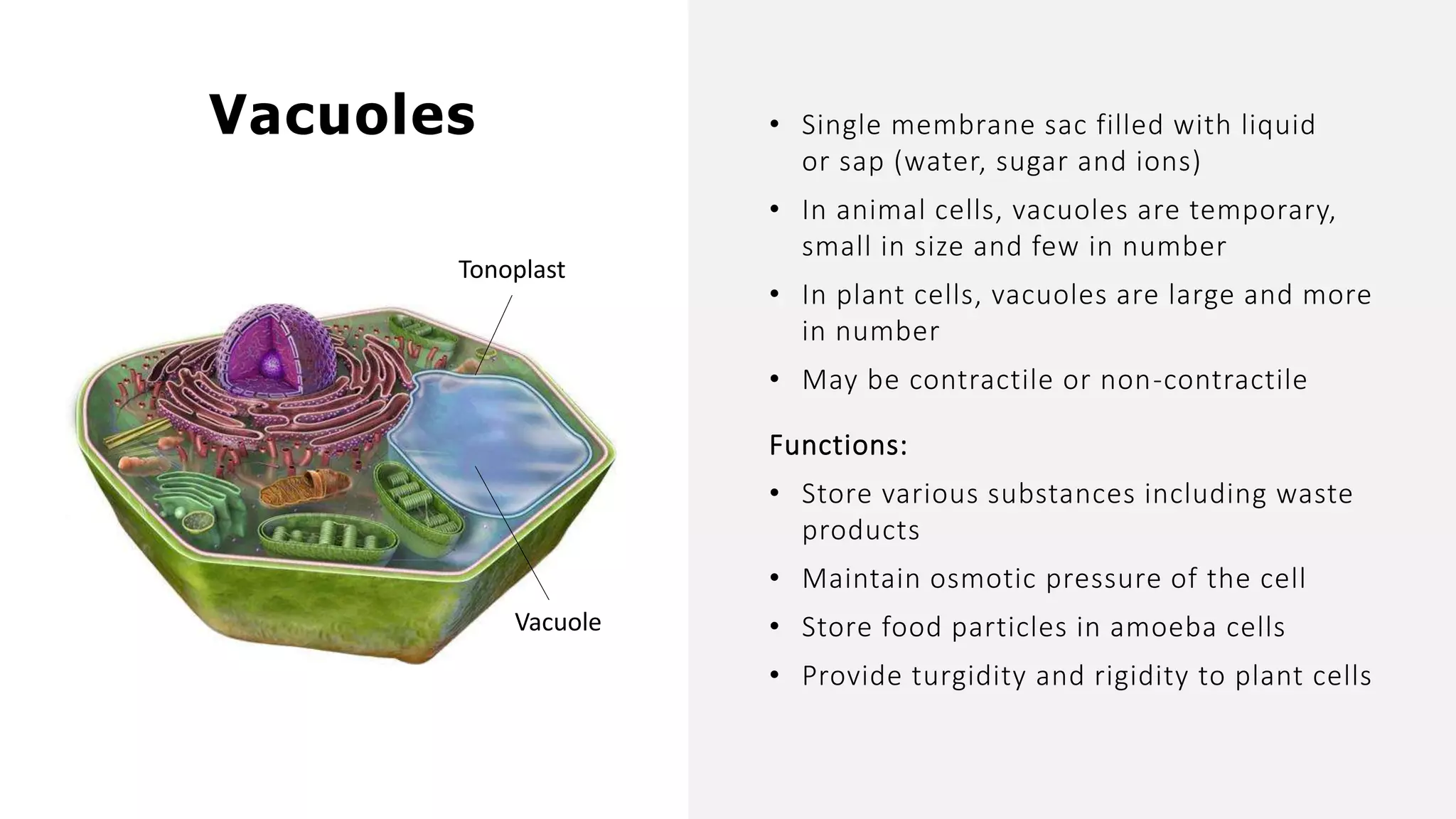 • Single membrane sac filled with liquid
or sap (water, sugar and ions)
• In animal cells, vacuoles are temporary,
small in size and few in number
• In plant cells, vacuoles are large and more
in number
• May be contractile or non-contractile
Functions:
• Store various substances including waste
products
• Maintain osmotic pressure of the cell
• Store food particles in amoeba cells
• Provide turgidity and rigidity to plant cells
Vacuoles
Vacuole
Tonoplast
 