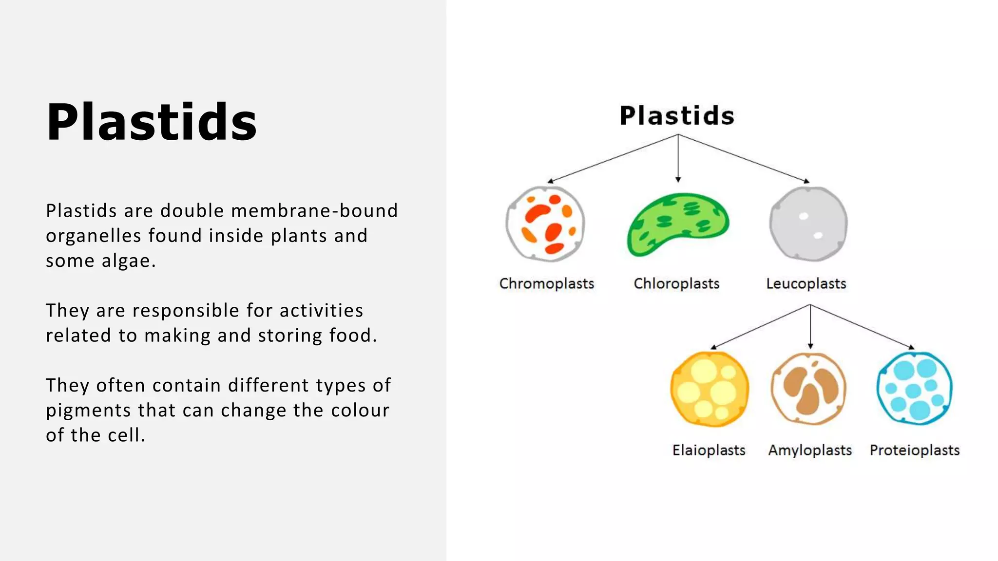 Plastids
Plastids are double membrane-bound
organelles found inside plants and
some algae.
They are responsible for activities
related to making and storing food.
They often contain different types of
pigments that can change the colour
of the cell.
 