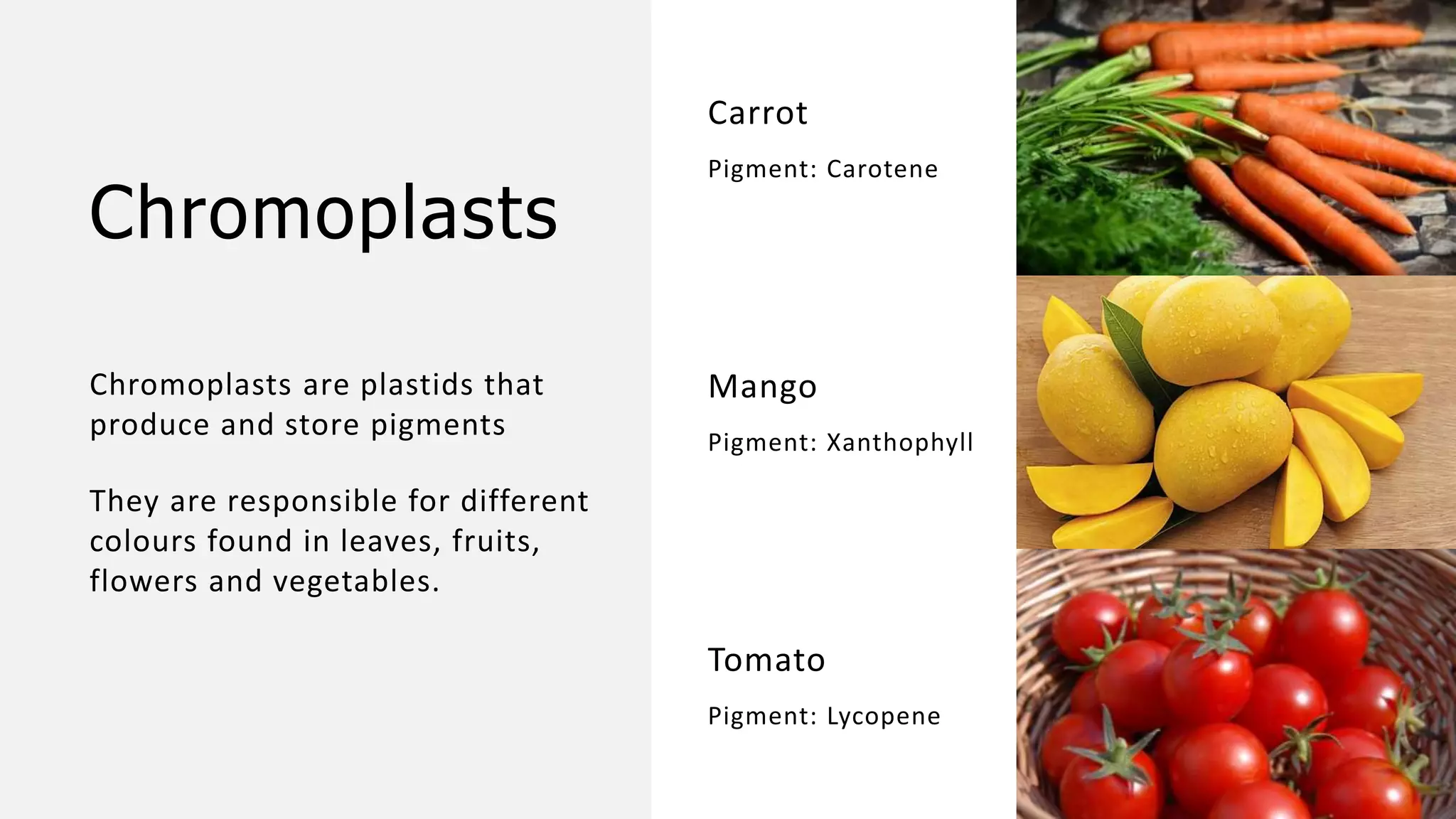 Chromoplasts
Chromoplasts are plastids that
produce and store pigments
They are responsible for different
colours found in leaves, fruits,
flowers and vegetables.
Carrot
Pigment: Carotene
Mango
Pigment: Xanthophyll
Tomato
Pigment: Lycopene
 