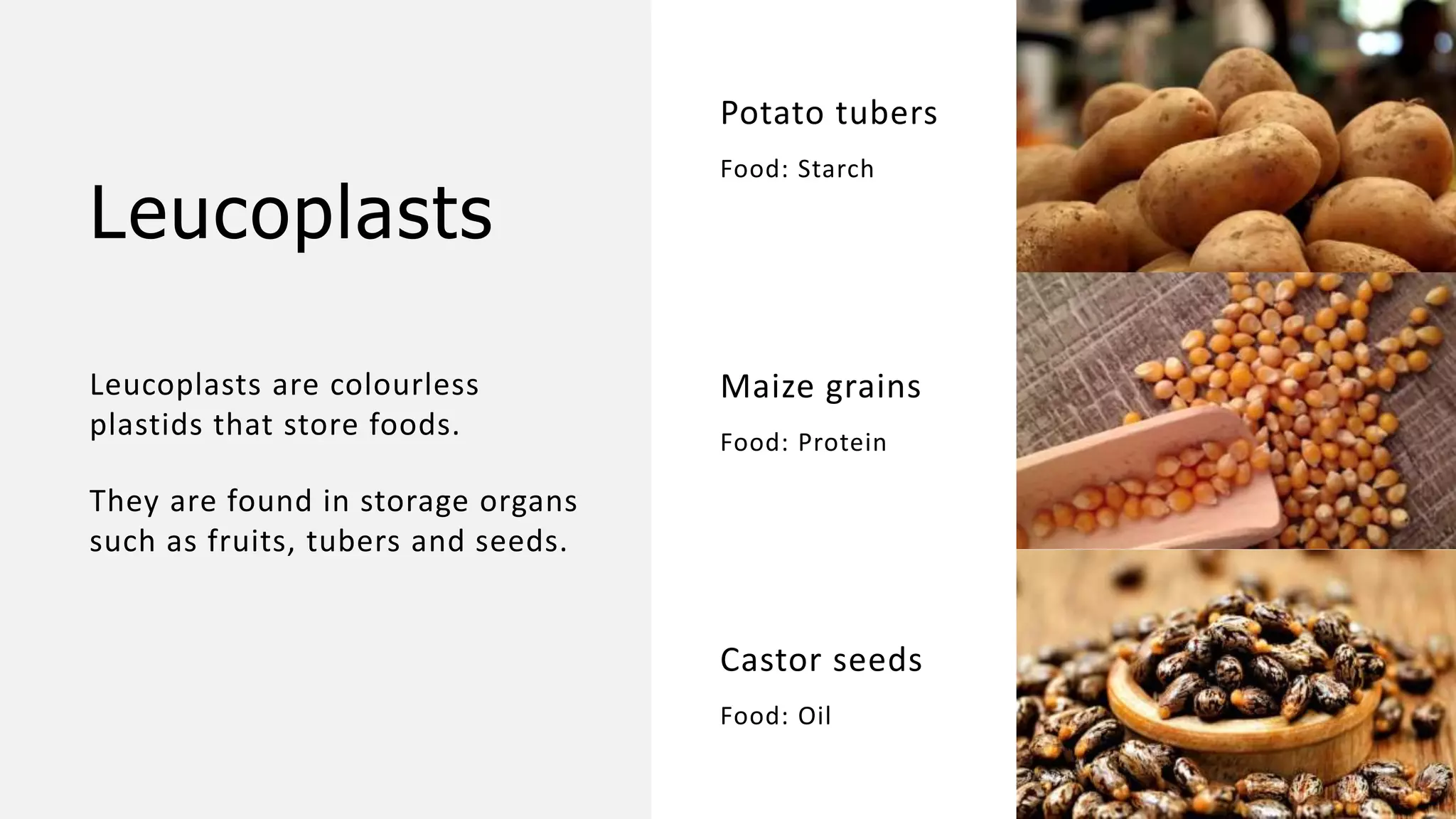 Leucoplasts
Leucoplasts are colourless
plastids that store foods.
They are found in storage organs
such as fruits, tubers and seeds.
Potato tubers
Food: Starch
Maize grains
Food: Protein
Castor seeds
Food: Oil
 