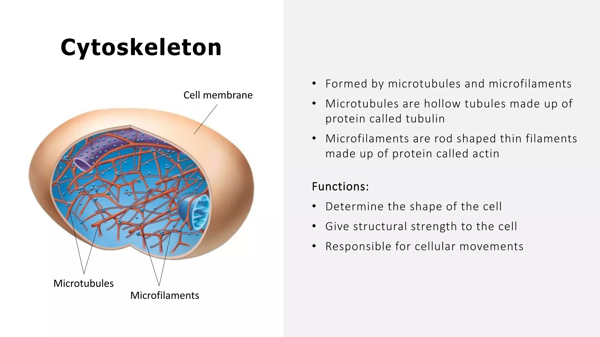 • Formed by microtubules and microfilaments
• Microtubules are hollow tubules made up of
protein called tubulin
• Microfilaments are rod shaped thin filaments
made up of protein called actin
Functions:
• Determine the shape of the cell
• Give structural strength to the cell
• Responsible for cellular movements
Cytoskeleton
Cell membrane
Microtubules
Microfilaments
 