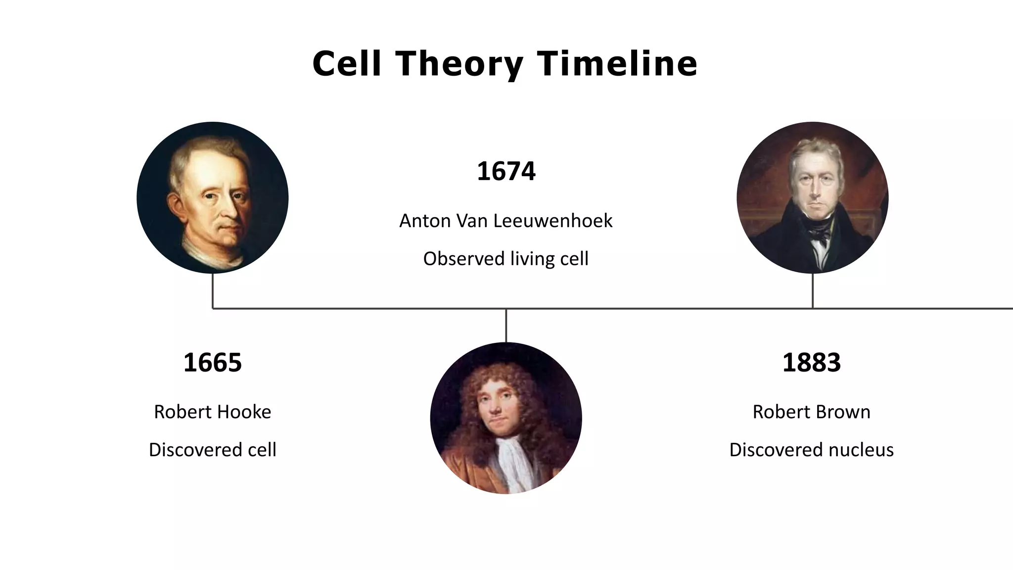 1665
Cell Theory Timeline
Robert Hooke
Discovered cell
1674
Anton Van Leeuwenhoek
Observed living cell
1883
Robert Brown
Discovered nucleus
 