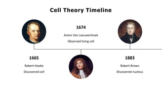 1665
Cell Theory Timeline
Robert Hooke
Discovered cell
1674
Anton Van Leeuwenhoek
Observed living cell
1883
Robert Brown
Discovered nucleus
 