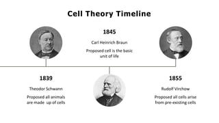 1839
Theodor Schwann
Proposed all animals
are made up of cells
1845
Carl Heinrich Braun
Proposed cell is the basic
unit of life
1855
Rudolf Virchow
Proposed all cells arise
from pre-existing cells
Cell Theory Timeline
 
