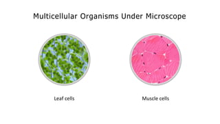Multicellular Organisms Under Microscope
Leaf cells Muscle cells
 