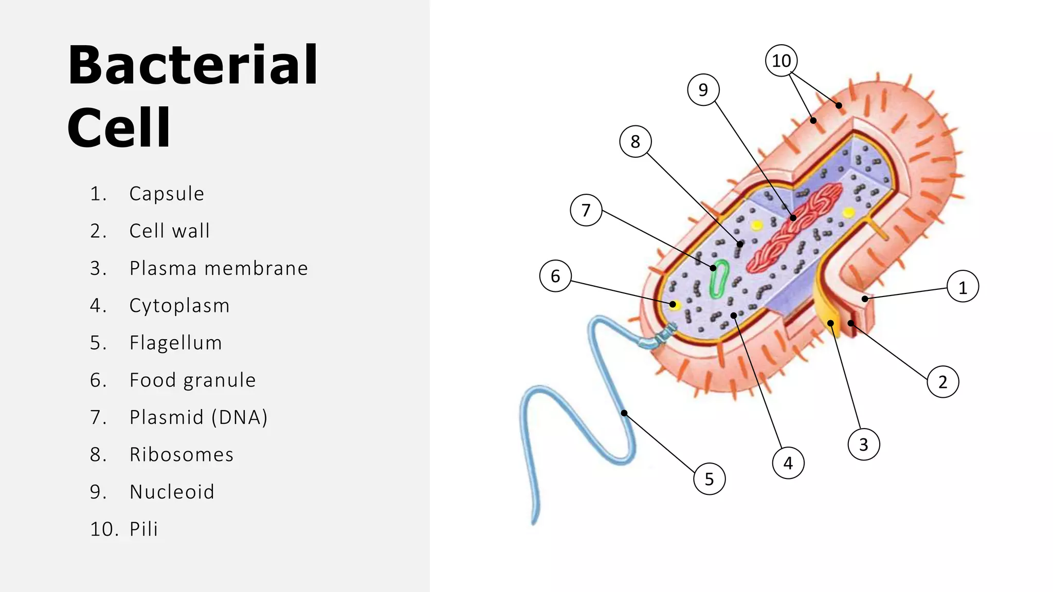 Cellthefundamentalunitoflife 180820182355 1 Pdf