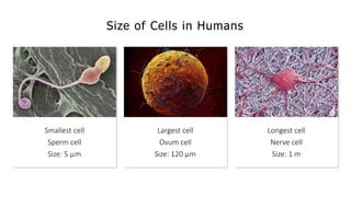 Size of Cells in Humans
Smallest cell
Sperm cell
Size: 5 µm
Largest cell
Ovum cell
Size: 120 µm
Longest cell
Nerve cell
Size: 1 m
 