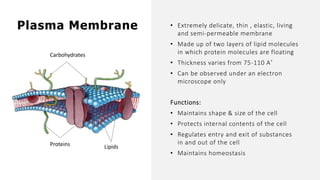 Plasma Membrane
Carbohydrates
Proteins Lipids
• Extremely delicate, thin , elastic, living
and semi-permeable membrane
• Made up of two layers of lipid molecules
in which protein molecules are floating
• Thickness varies from 75-110 A˚
• Can be observed under an electron
microscope only
Functions:
• Maintains shape & size of the cell
• Protects internal contents of the cell
• Regulates entry and exit of substances
in and out of the cell
• Maintains homeostasis
 