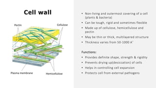 Cell wall
Cellulose
Plasma membrane Hemicellulose
• Non-living and outermost covering of a cell
(plants & bacteria)
• Can be tough, rigid and sometimes flexible
• Made up of cellulose, hemicellulose and
pectin
• May be thin or thick, multilayered structure
• Thickness varies from 50-1000 A˚
Pectin
Functions:
• Provides definite shape, strength & rigidity
• Prevents drying up(desiccation) of cells
• Helps in controlling cell expansion
• Protects cell from external pathogens
 