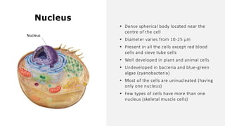 • Dense spherical body located near the
centre of the cell
• Diameter varies from 10-25 µm
• Present in all the cells except red blood
cells and sieve tube cells
• Well developed in plant and animal cells
• Undeveloped in bacteria and blue-green
algae (cyanobacteria)
• Most of the cells are uninucleated (having
only one nucleus)
• Few types of cells have more than one
nucleus (skeletal muscle cells)
Nucleus
Nucleus
 
