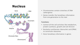 • Chromosomes contain stretches of DNA
called genes
• Genes transfer the hereditary information
from one generation to the next
Nucleus
Chromosome
Chromatin fibre
Chromatin
Histone
DNA
Gene
Functions:
• Control all the cell activities like metabolism,
protein synthesis, growth and cell division
• Nucleolus synthesizes ribonucleic acid (RNA)
to constitute ribosomes
• Store hereditary information in genes
 