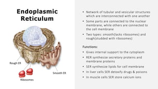 Endoplasmic
Reticulum
Rough ER
Ribosomes
• Network of tubular and vesicular structures
which are interconnected with one another
• Some parts are connected to the nuclear
membrane, while others are connected to
the cell membrane
• Two types: smooth(lacks ribosomes) and
rough(studded with ribosomes)
Functions:
• Gives internal support to the cytoplasm
• RER synthesize secretory proteins and
membrane proteins
• SER synthesize lipids for cell membrane
• In liver cells SER detoxify drugs & poisons
• In muscle cells SER store calcium ions
Smooth ER
 