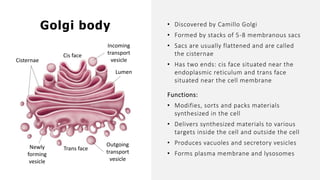 Trans face
• Discovered by Camillo Golgi
• Formed by stacks of 5-8 membranous sacs
• Sacs are usually flattened and are called
the cisternae
• Has two ends: cis face situated near the
endoplasmic reticulum and trans face
situated near the cell membrane
Functions:
• Modifies, sorts and packs materials
synthesized in the cell
• Delivers synthesized materials to various
targets inside the cell and outside the cell
• Produces vacuoles and secretory vesicles
• Forms plasma membrane and lysosomes
Cis face
Cisternae
Lumen
Incoming
transport
vesicle
Outgoing
transport
vesicle
Newly
forming
vesicle
Golgi body
 