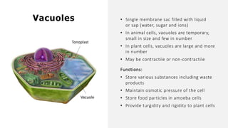 • Single membrane sac filled with liquid
or sap (water, sugar and ions)
• In animal cells, vacuoles are temporary,
small in size and few in number
• In plant cells, vacuoles are large and more
in number
• May be contractile or non-contractile
Functions:
• Store various substances including waste
products
• Maintain osmotic pressure of the cell
• Store food particles in amoeba cells
• Provide turgidity and rigidity to plant cells
Vacuoles
Vacuole
Tonoplast
 