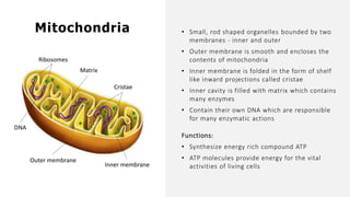 • Small, rod shaped organelles bounded by two
membranes - inner and outer
• Outer membrane is smooth and encloses the
contents of mitochondria
• Inner membrane is folded in the form of shelf
like inward projections called cristae
• Inner cavity is filled with matrix which contains
many enzymes
• Contain their own DNA which are responsible
for many enzymatic actions
Functions:
• Synthesize energy rich compound ATP
• ATP molecules provide energy for the vital
activities of living cells
Mitochondria
Outer membrane
Inner membrane
Ribosomes
Matrix
DNA
Cristae
 