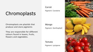 Chromoplasts
Chromoplasts are plastids that
produce and store pigments
They are responsible for different
colours found in leaves, fruits,
flowers and vegetables.
Carrot
Pigment: Carotene
Mango
Pigment: Xanthophyll
Tomato
Pigment: Lycopene
 
