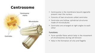 • Centrosome is the membrane bound organelle
present near the nucleus
• Consists of two structures called centrioles
• Centrioles are hollow, cylindrical structures
made of microtubules
• Centrioles are arranged at right angles to each
other
Functions:
• Form spindle fibres which help in the movement
of chromosomes during cell division
• Help in the formation of cilia and flagella
Centrosome
Centrosome
matrix
Centrioles
Microtubules
 