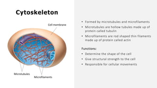 • Formed by microtubules and microfilaments
• Microtubules are hollow tubules made up of
protein called tubulin
• Microfilaments are rod shaped thin filaments
made up of protein called actin
Functions:
• Determine the shape of the cell
• Give structural strength to the cell
• Responsible for cellular movements
Cytoskeleton
Cell membrane
Microtubules
Microfilaments
 
