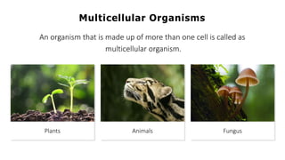 Multicellular Organisms
An organism that is made up of more than one cell is called as
multicellular organism.
Plants Animals Fungus
 