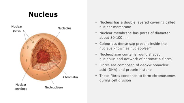 Cellthefundamentalunitoflife 180820182355 1 1 Pptx