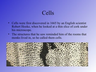 Cells
• Cells were first discovered in 1665 by an English scientist
Robert Hooke, when he looked at a thin slice of cork under
his microscope.
• The structures that he saw reminded him of the rooms that
monks lived in, so he called them cells.

 