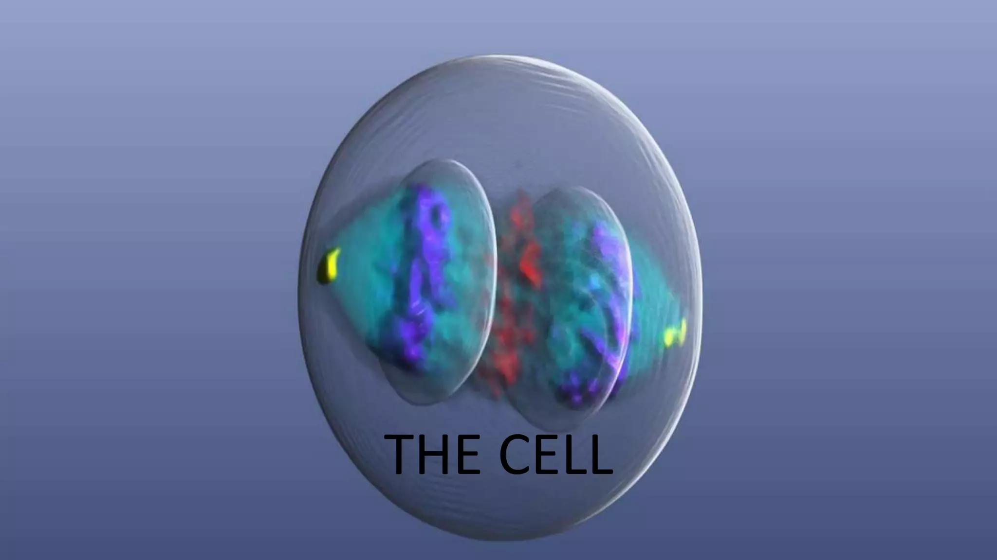 THE CELL