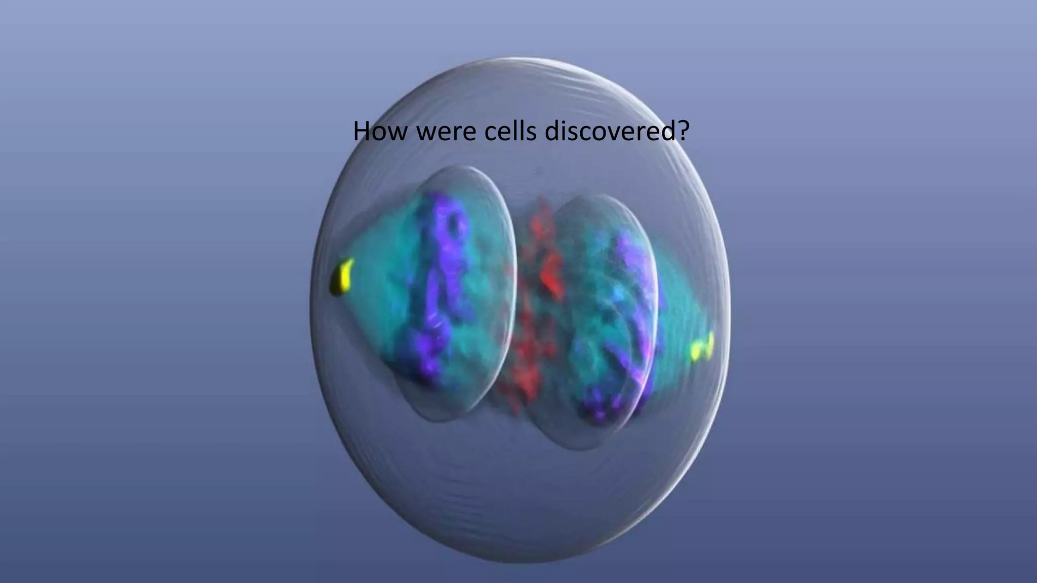How were cells discovered?