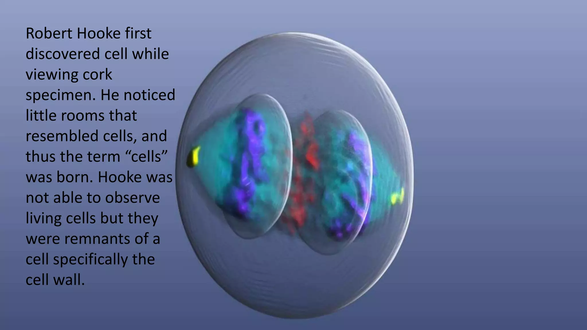 Robert Hooke first
discovered cell while
viewing cork
specimen. He noticed
little rooms that
resembled cells, and
thus the term “cells”
was born. Hooke was
not able to observe
living cells but they
were remnants of a
cell specifically the
cell wall.