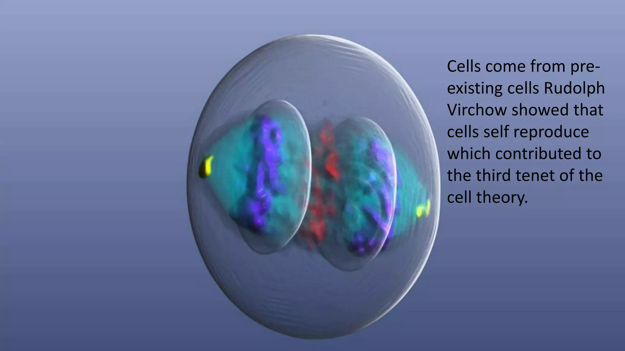Cells come from pre-
existing cells Rudolph
Virchow showed that
cells self reproduce
which contributed to
the third tenet of the
cell theory.