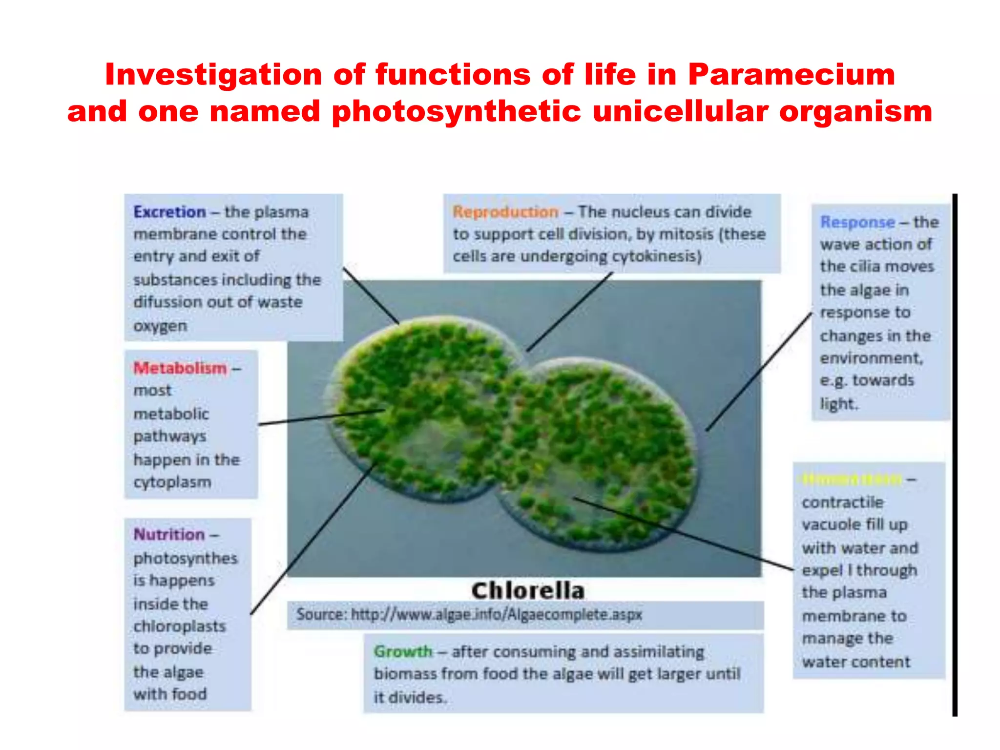 A Unicellular Photosynthetic Nucleated Cell Would Belong To Which Domain