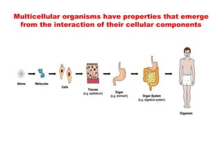 Multicellular organisms have properties that emerge
from the interaction of their cellular components
 