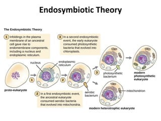 Endosymbiotic Theory
 