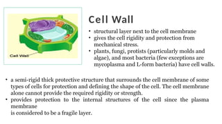 cell theory powerpoint presentation science | PPTX