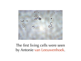 The ﬁrst living cells were seen
by Antonie van Leeuwenhoek.
 