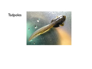 Tadpoles
 