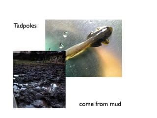 Tadpoles




           come from mud
 
