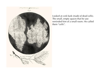 Looked at cork bark (made of dead cells).
The small, empty spaces that he saw
reminded him of a small room. He called
them “cells”.
 