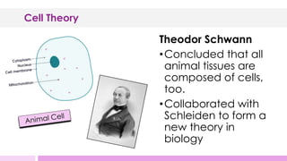 Cell Theory
Theodor Schwann
•Concluded that all
animal tissues are
composed of cells,
too.
•Collaborated with
Schleiden to form a
new theory in
biology
 