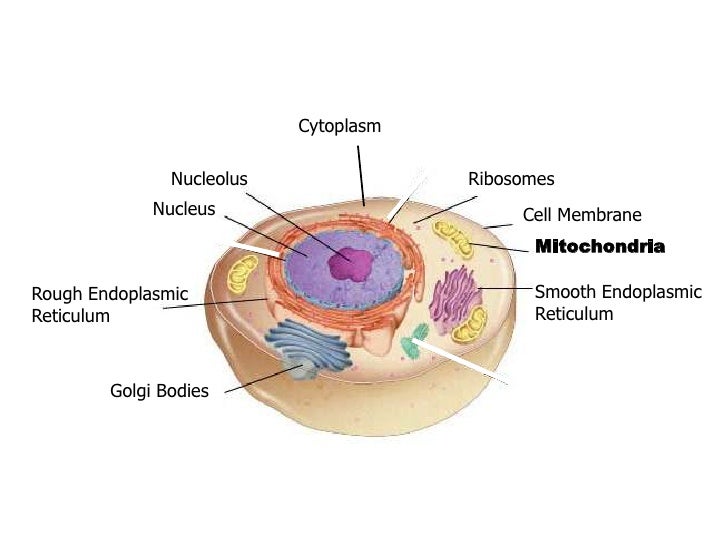 Which Organelle Makes Food For The Cell Which Organelle Makes Food For The Cell