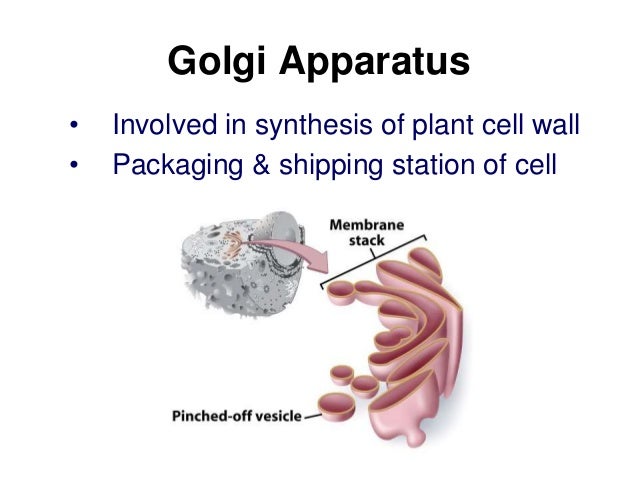 Cell theory and structure ppt