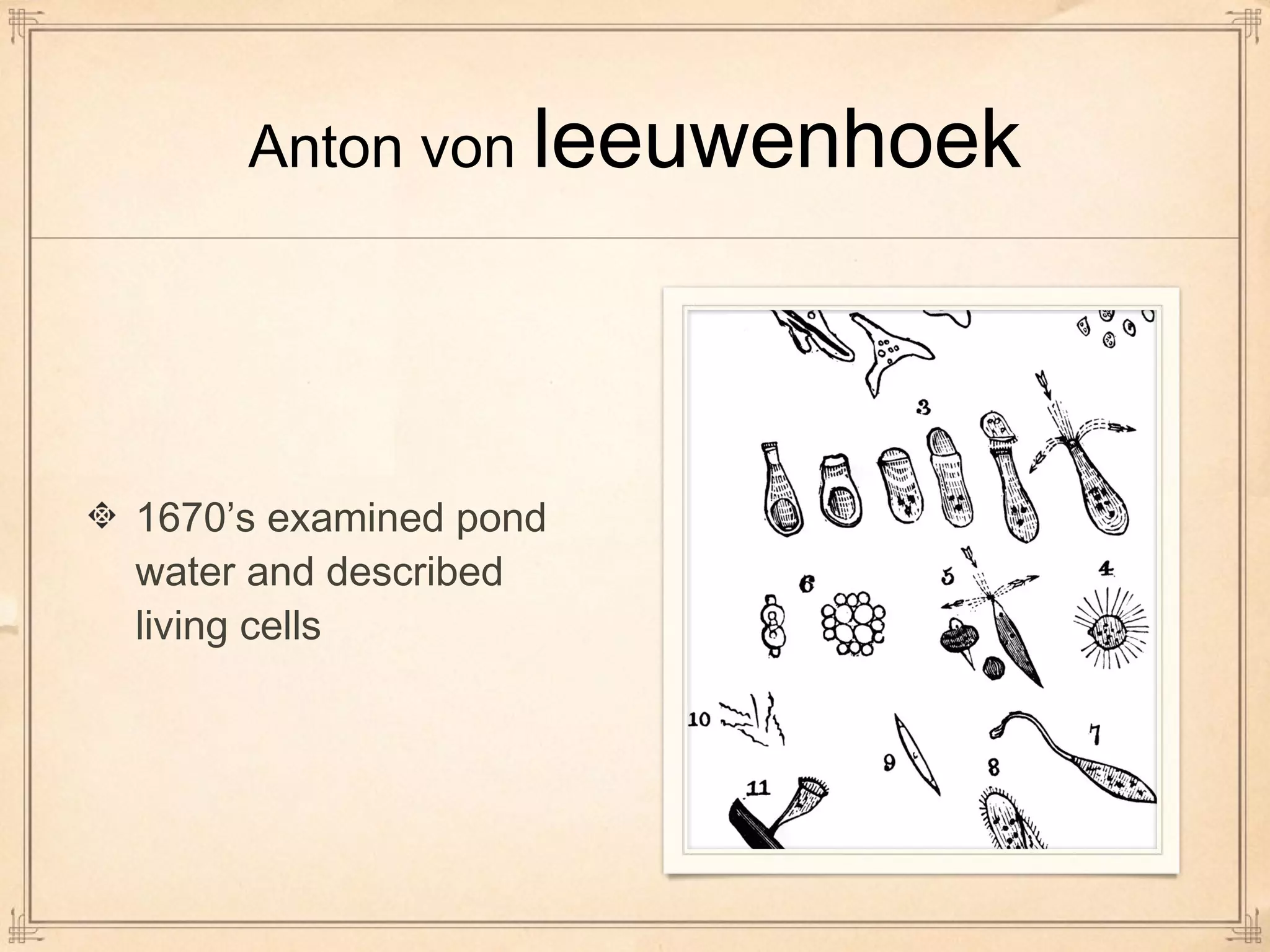 Anton von leeuwenhoek 
1670’s examined pond 
water and described 
living cells 
 